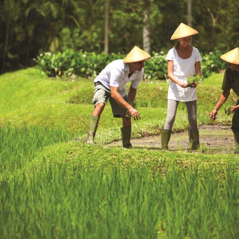Learn how to farm rice - Bali for Families