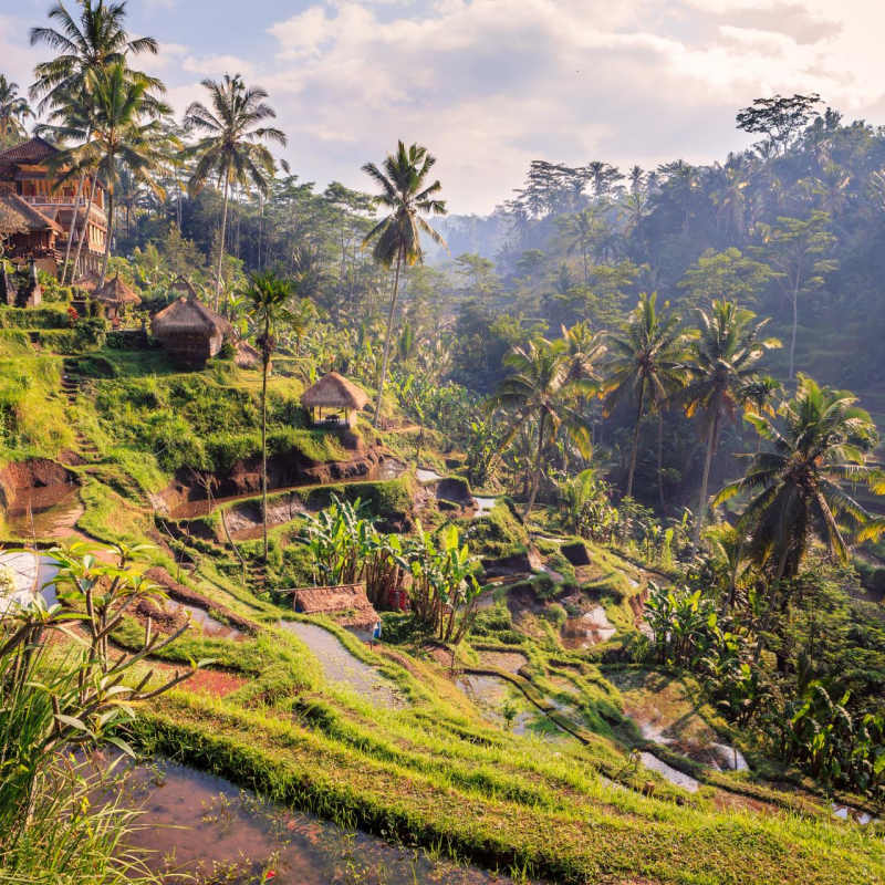 Ubud Rice Terraces 