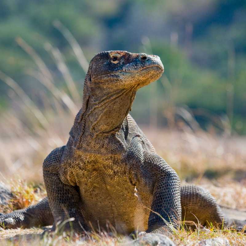 Komodo Dragon  
