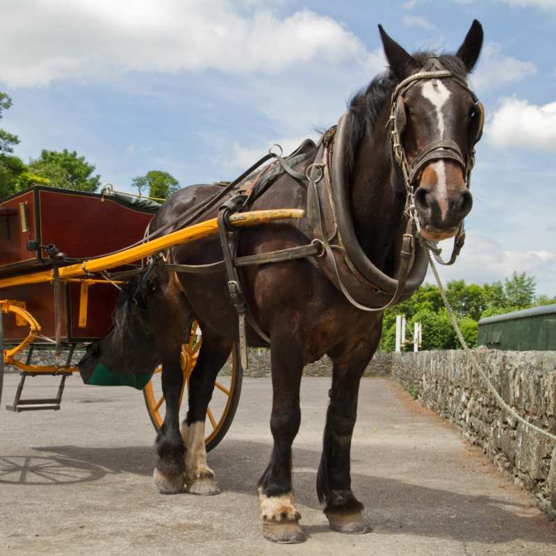 Horse and Carriage 