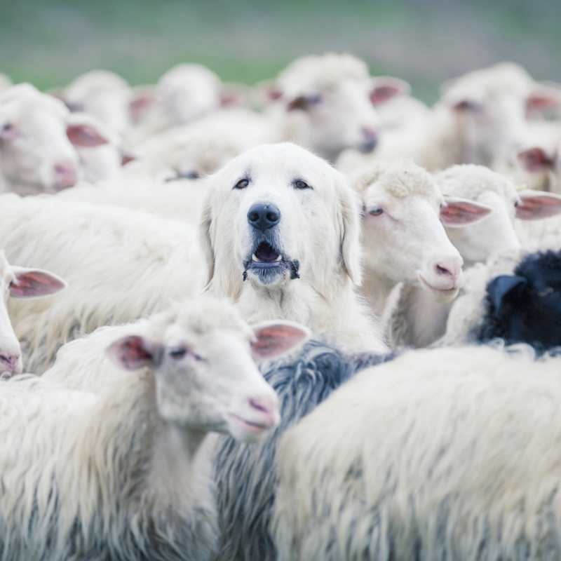 Sheepdog 