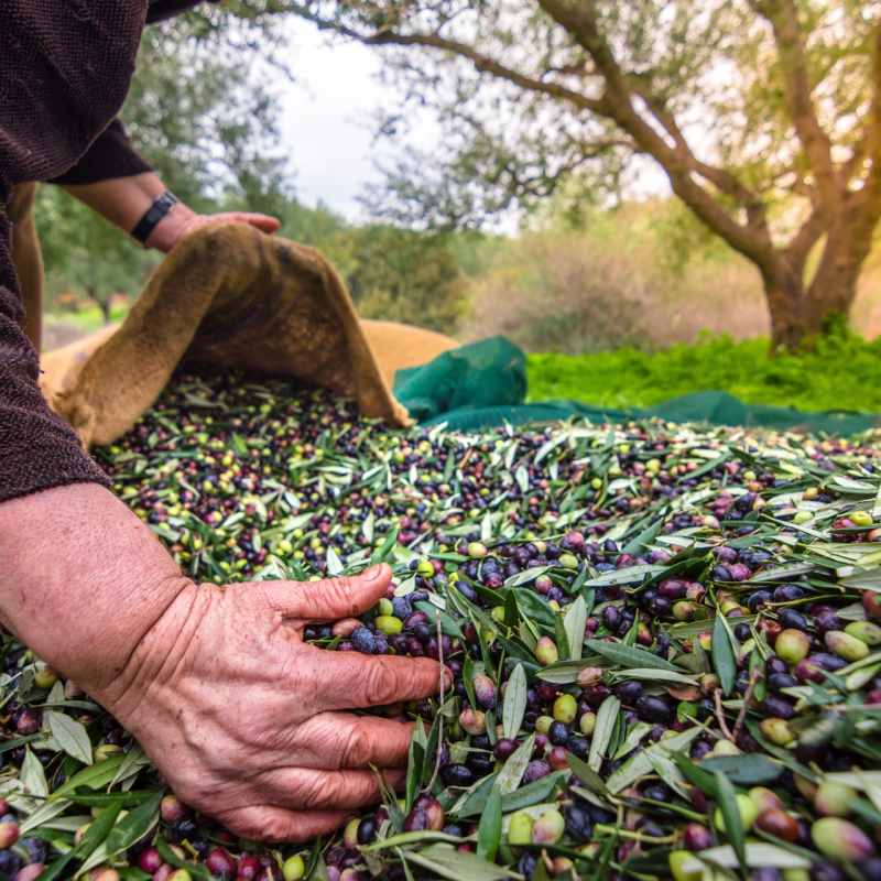 Olive oil farm 