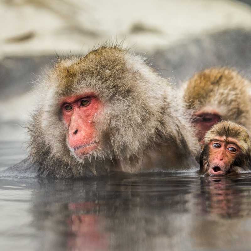 Japanese Macaque 