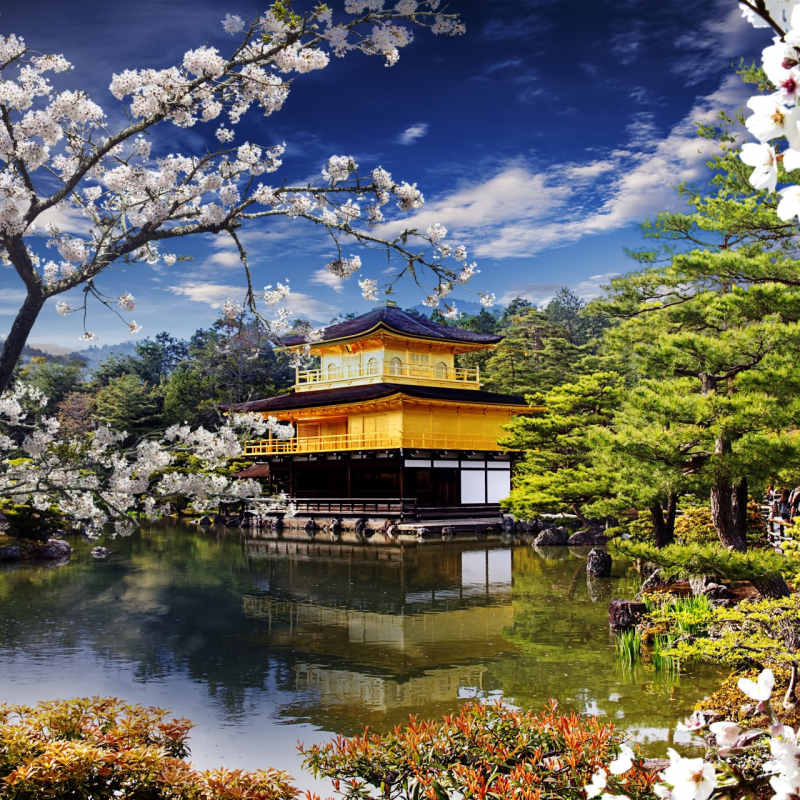 Golden Temple in Cherry Blossom