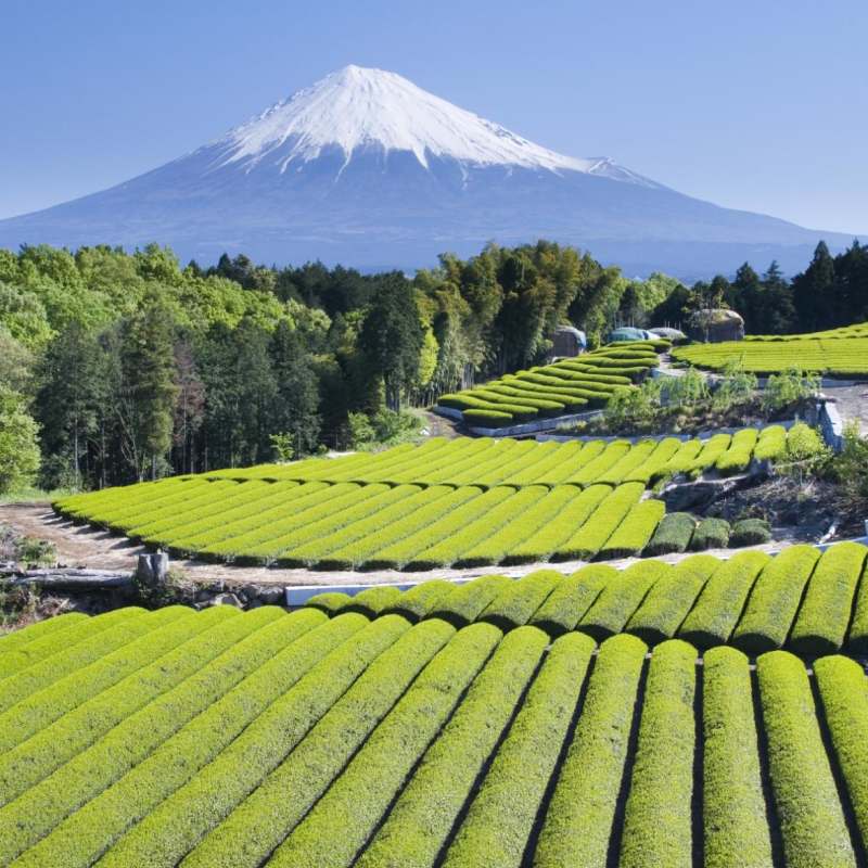 Green tea fields 