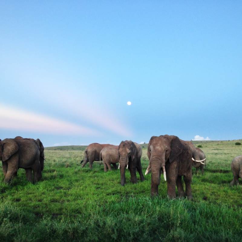 Elephant