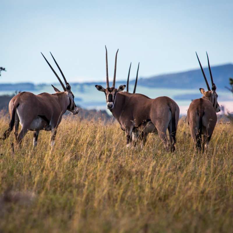 Gemsbok