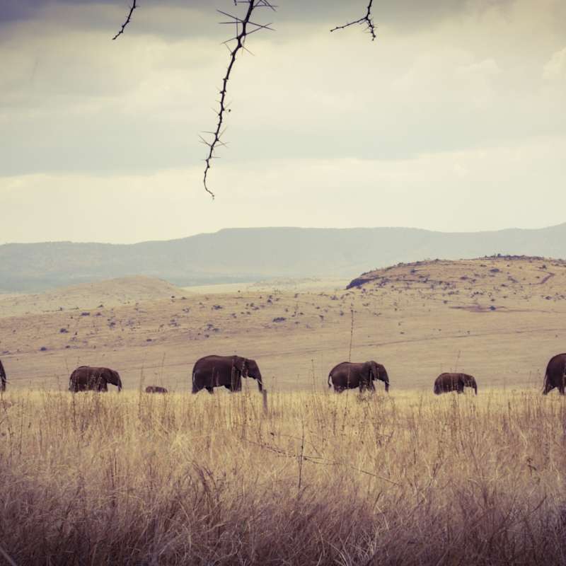 Elephant Breeding Herd - Lewa House 