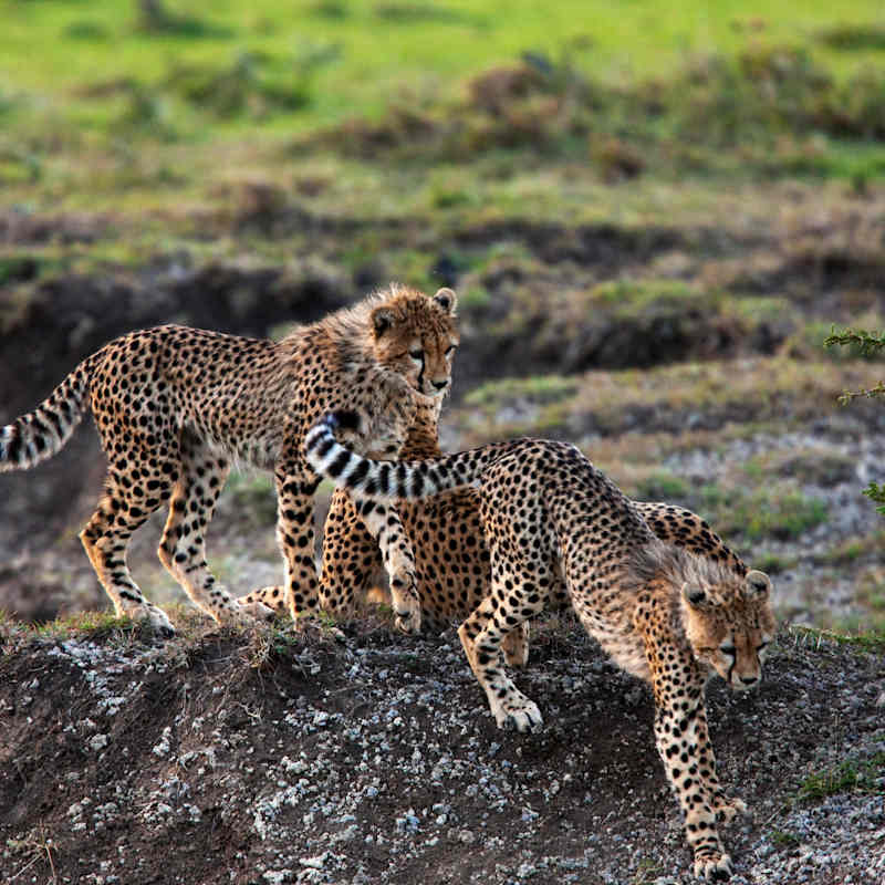 Cheetah cubs 