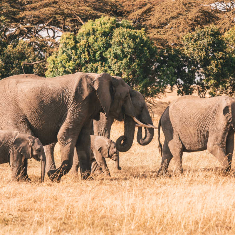 Elephants 