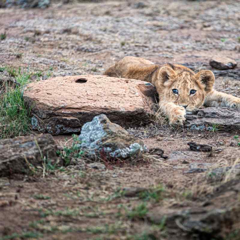Lion cub 