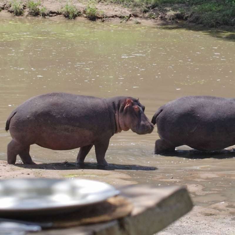 Hippos - Naibor