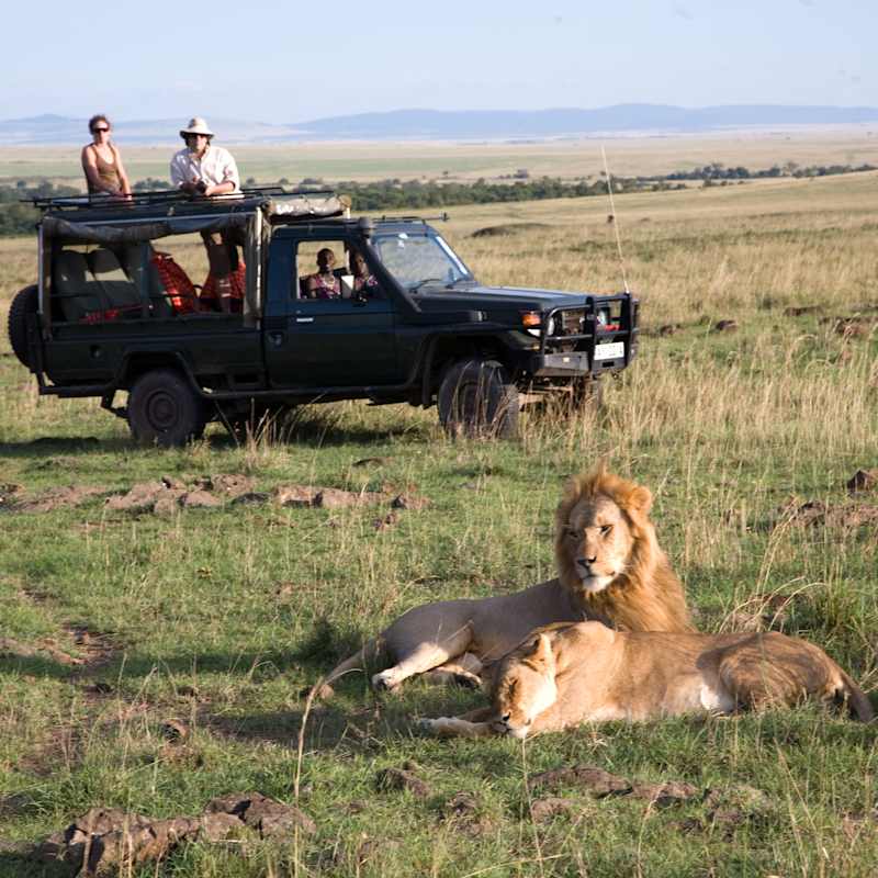 Lions - Offbeat Mara