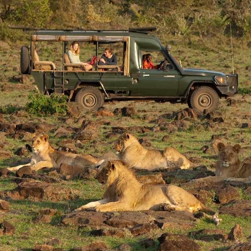 Pride of lion on a game drive - Offbeat Mara Camp