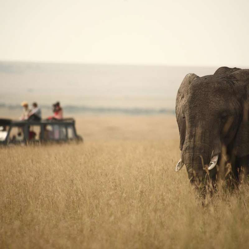 Game drive - Rekero Camp