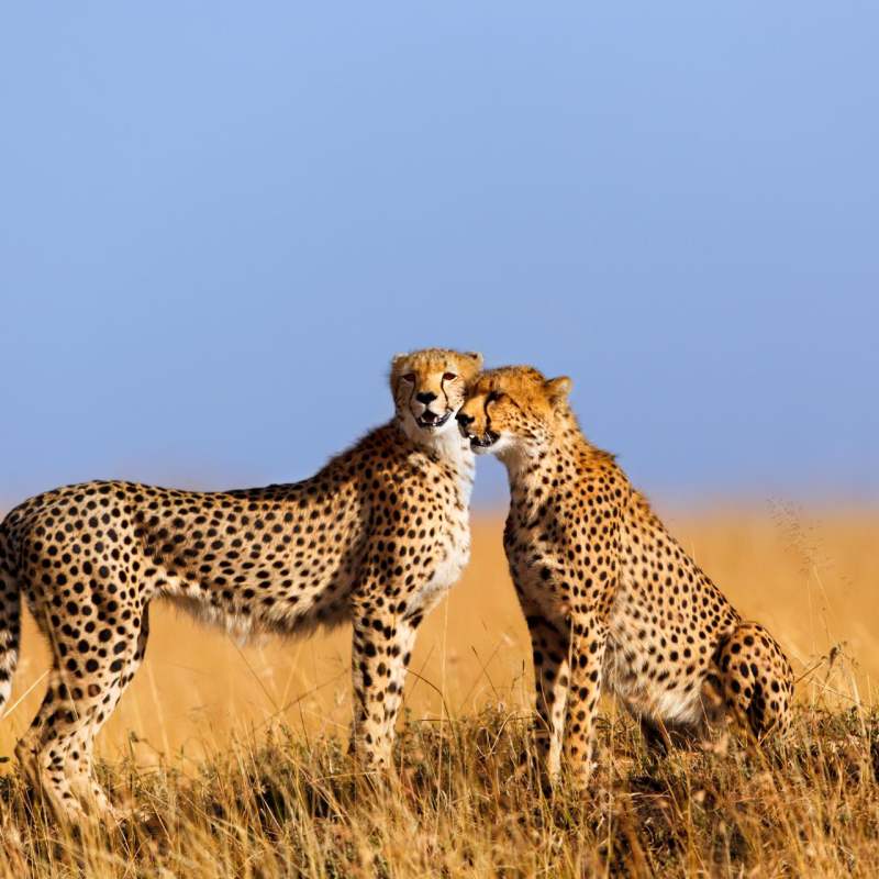 Cheetah in the Maasai Mara - Highlights of East Africa