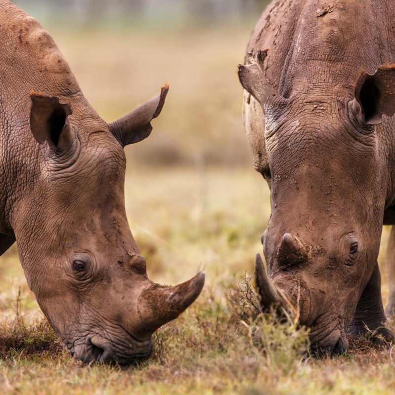 Laikipia rhinos - Highlights of East Africa