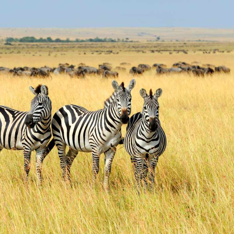 Zebra and wildebeest - Highlights of East Africa