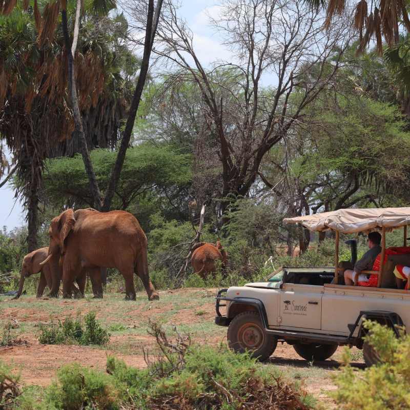 Game Drive, Samburu 