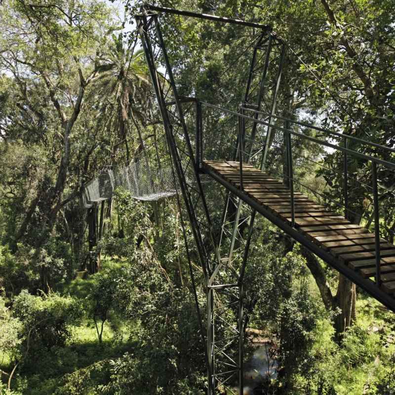 Aerial Walkway in Ngare Ndare Forest 