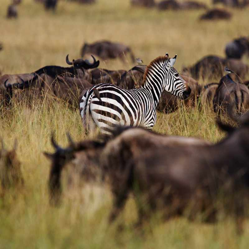 Migration 