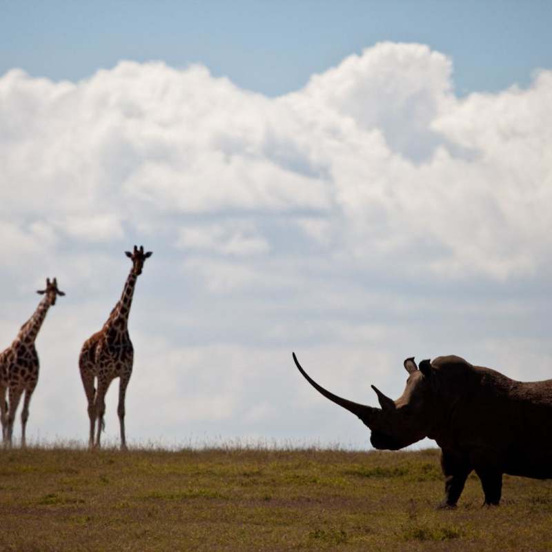 Game Viewing - Laikipia rhinos and Mara Cats