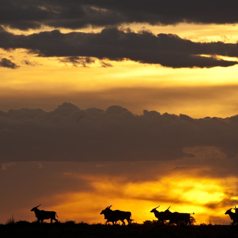 Sunset - Laikipia rhinos and Mara Cats