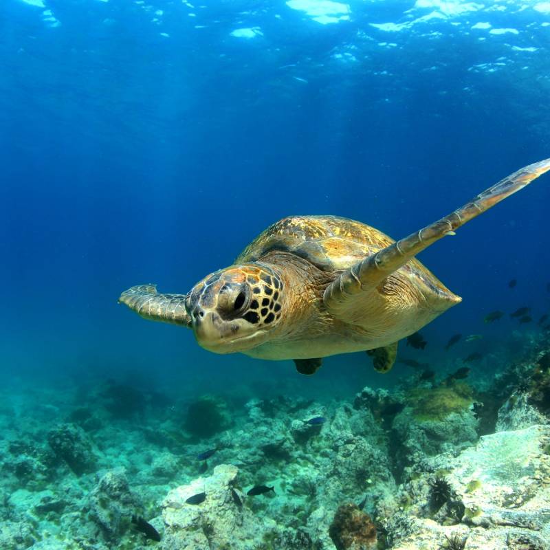 Turtle Nosy Be 
