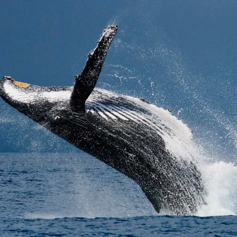 Whale Off Madagascar Indian Ocean
