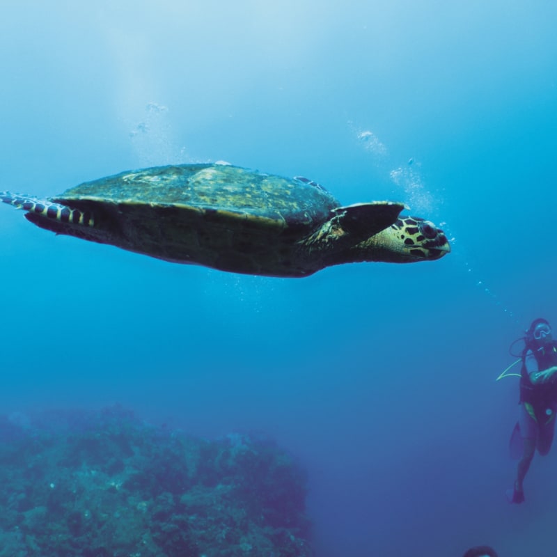 Diving in Tsarabanjina 