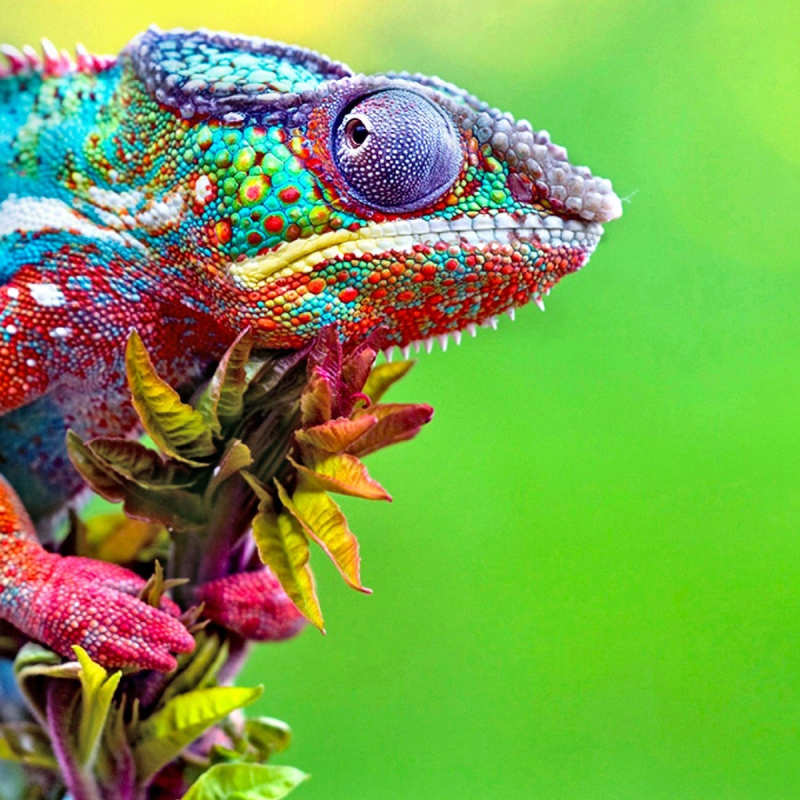 Chameleon 