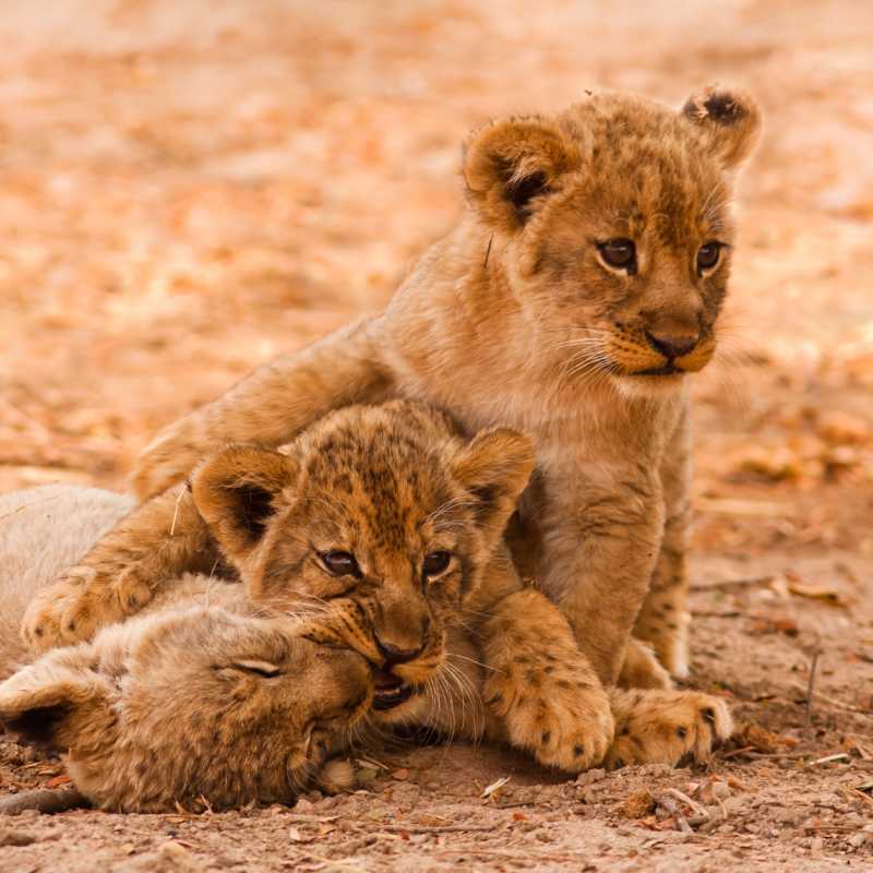 Luangwa National Park 