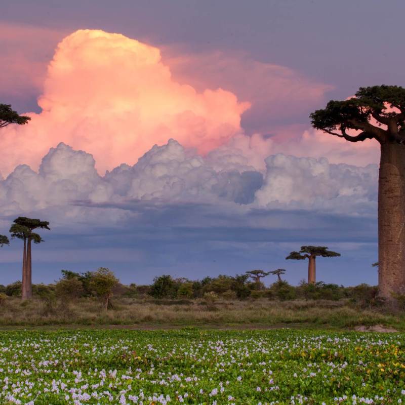 Trees in Madagascar