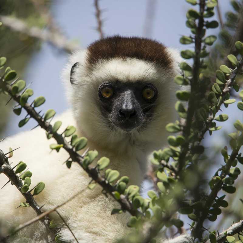Verraux sifaka - Madagascar's Baobabs and Butterflies