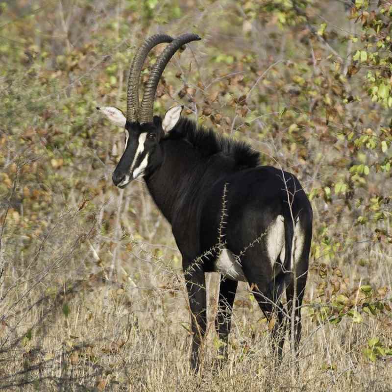 Sable - Mvuu Lodge