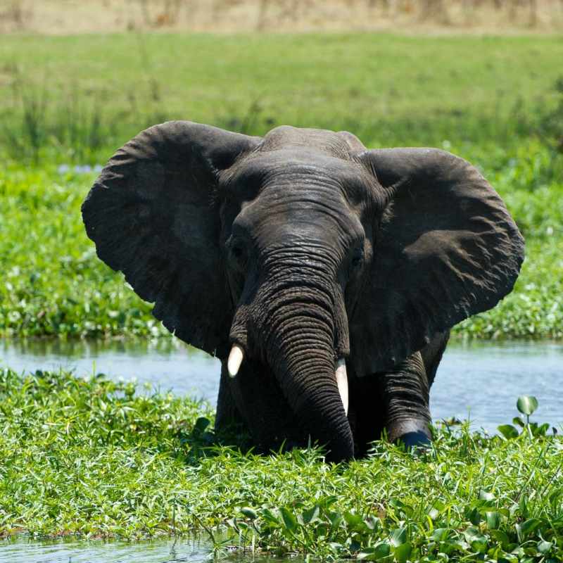 Majete Wildlife Reserve - Malawi Safari and Lake 
