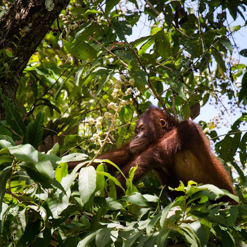 Orangutan, Danum Valley - Borneo Rainforest Lodge