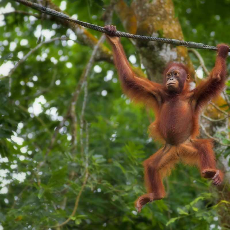 Sepilok Rehabilitation Centre - MY Nature Resort