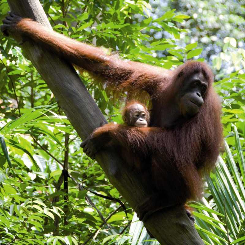 The "wild men of Borneo" - Sepilok Nature Resort