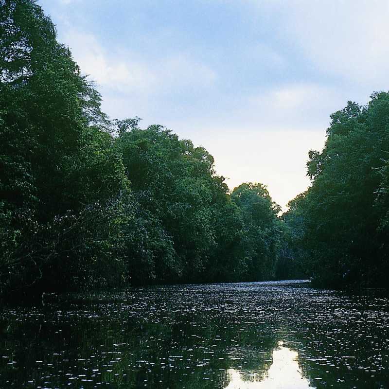 The Kinabatangan River - Sukau Rainforest Lodge