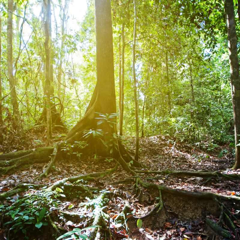 Tabin Rainforest - Tabin Wildlife Resort