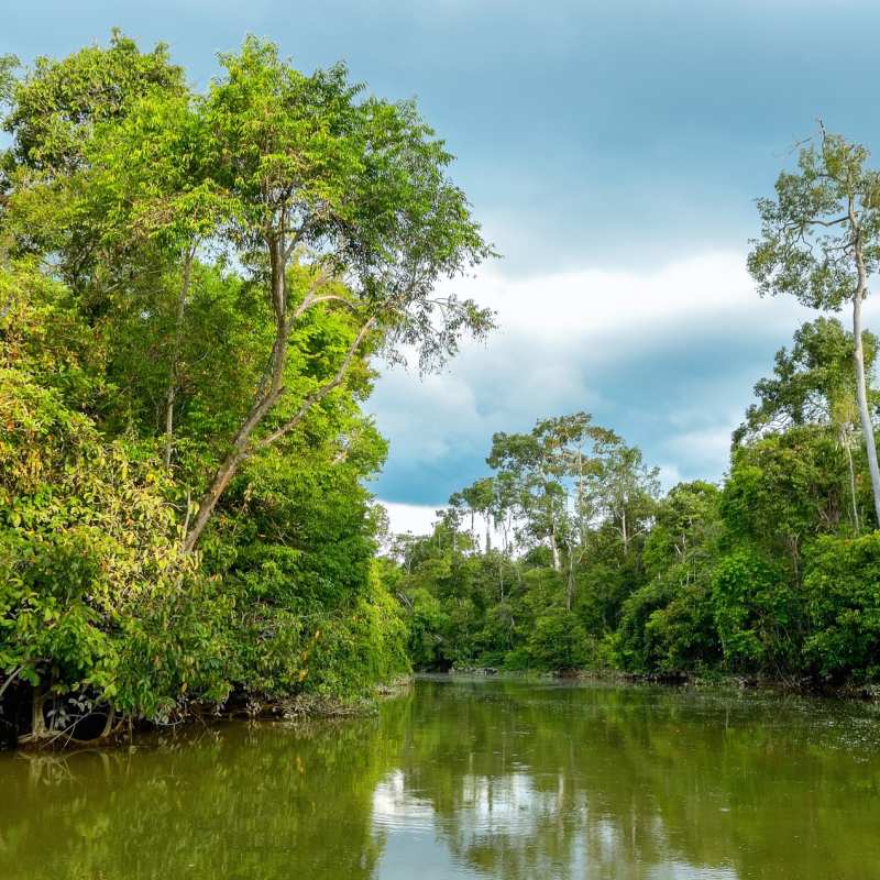 Kinabatangan River -