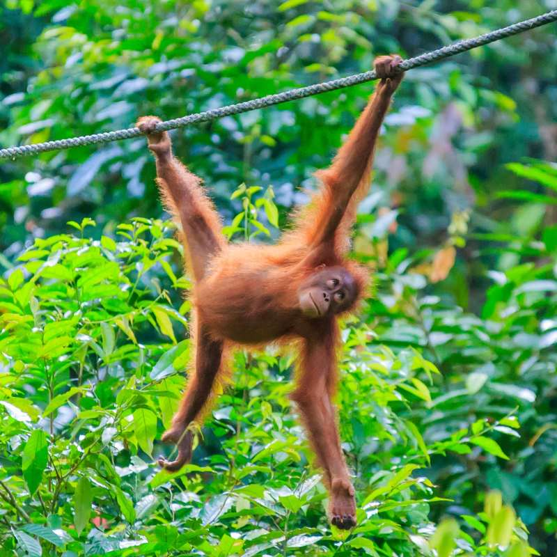 Sepilok