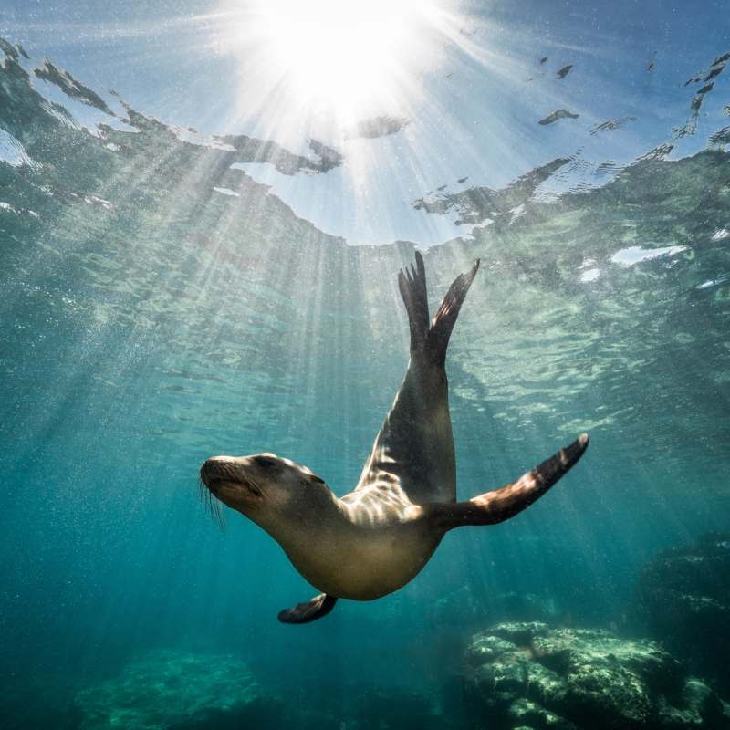 Sea Lion 