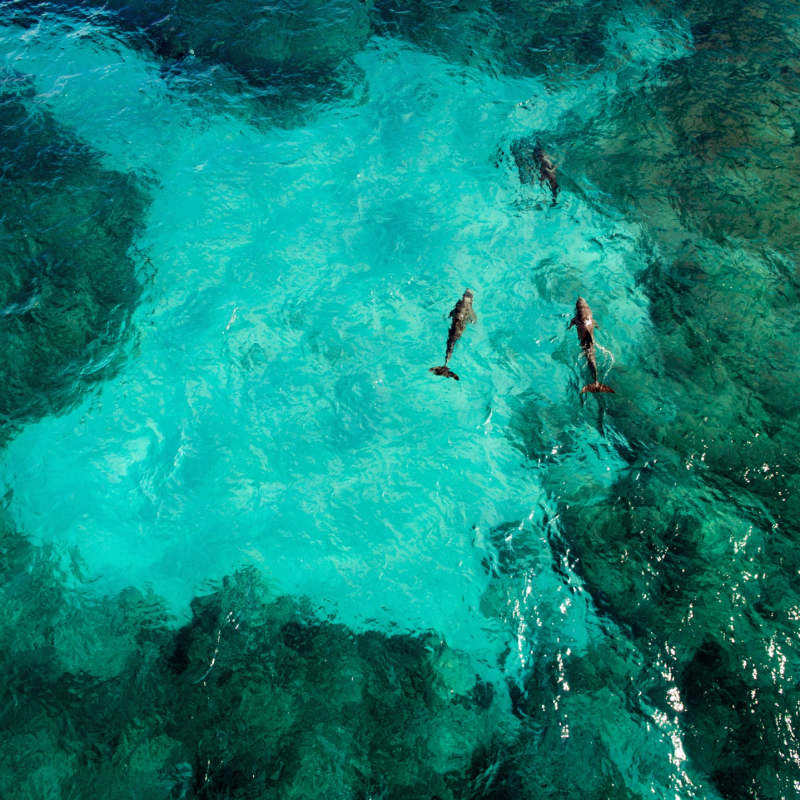 Dolphins playing off the coast of Isla Mujeres 