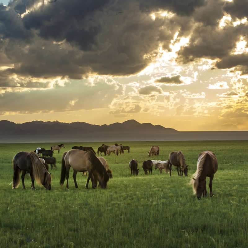 Horses in the Gobi 