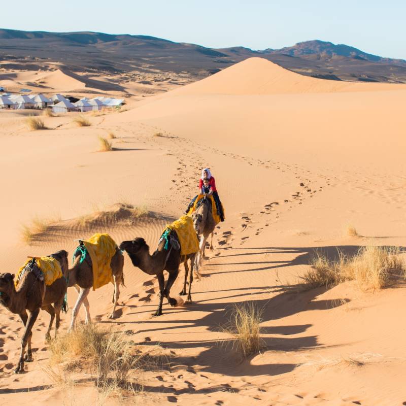 Camels - Desert Luxury Camp
