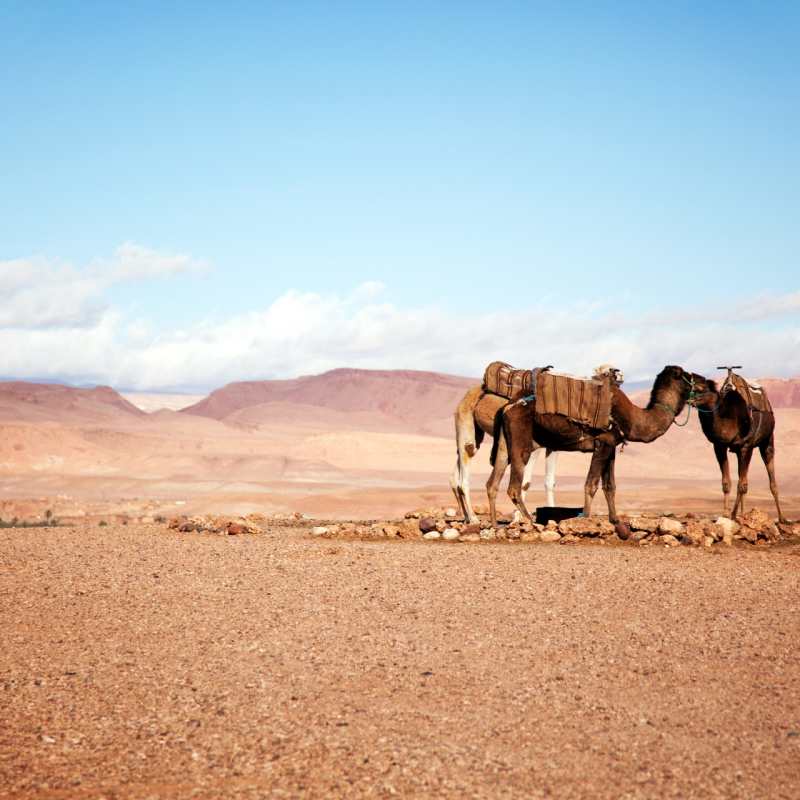 Camel - Classic Morocco