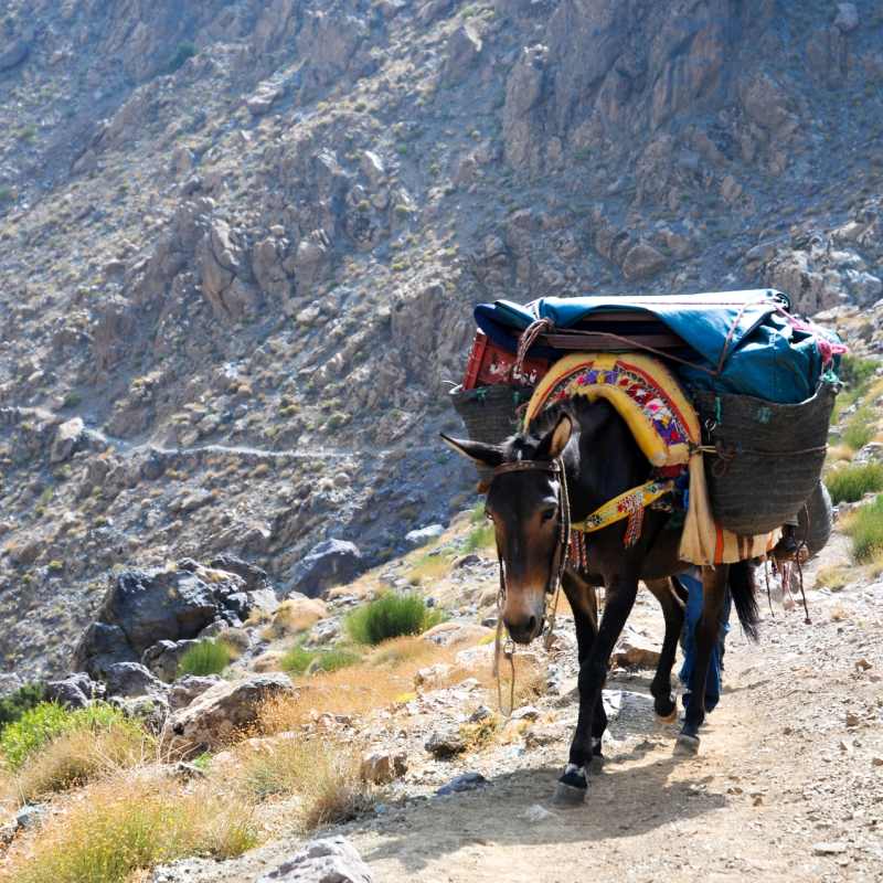 Mule - Classic Morocco