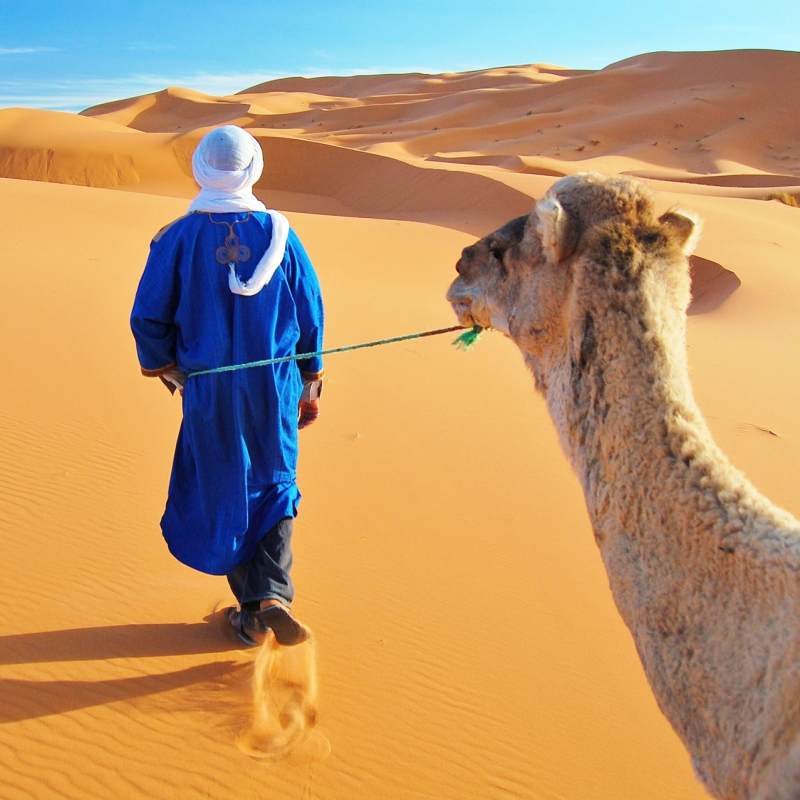 Camel - Morocco in ultimate luxury